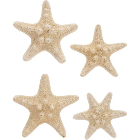 (5-8cm) 4 kpl luonnonmeritahtia askarteluun Kuori simpukka Seinä Maisemointi Dekoraatio Alusta Häät Aq