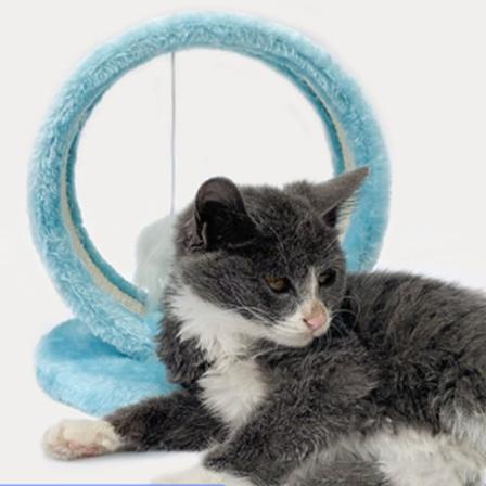 Kattklösgrotta Kloslipande Rund Kattklätterställning Leksak med Mus Hänge för Inomhus Blå En Storlek