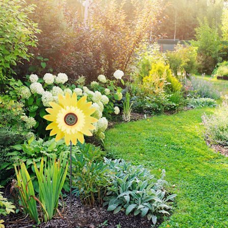 *Sjælden perle farverig solsikke vindmølle (blandet farve*