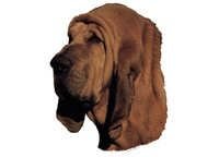 Blodhund - klistremerker