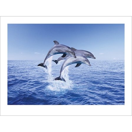 Pyramid International Dolphin Trio Print 30cm x 40cm Blå