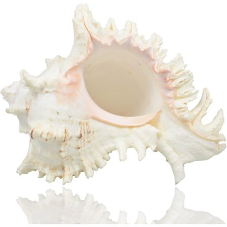 Store naturlige konkylier, enorm havsnegl 18-20 cm jumbohav