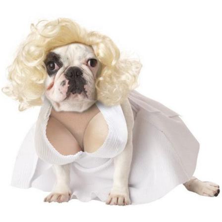 Söt Hund Cosplay Halloween Kostym Hund Kostym White S