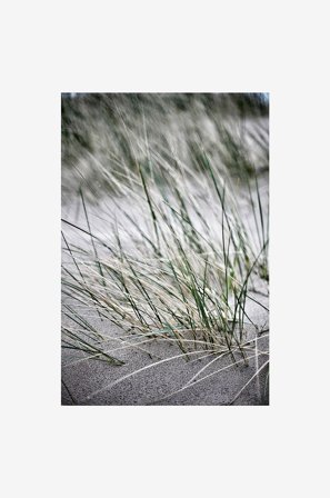 Malerifabrikken - Juliste Wild straws - Beige - Julisteet - - Homeroom