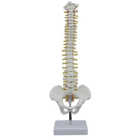 45 cm menneskelig rygsøjle med bækken, menneskelig anatomisk rygsøjle, spinal kolonne + stand, fleksibel (LGL)
