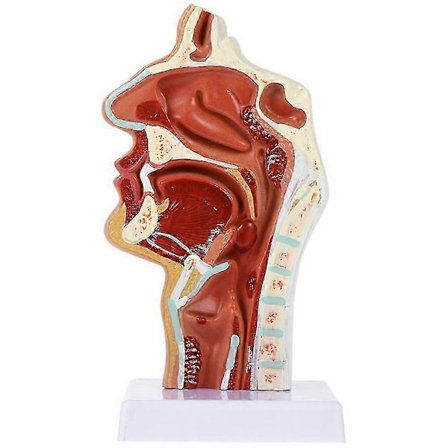 Nesehulemodell Munnhulemodell Svelg Larynx Anatomisk Modell Hals og Svelghule O