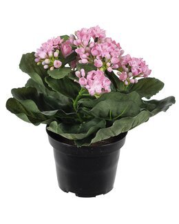 Konstväxt Kalanchoe Rosa - Mr Plant