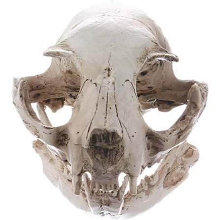 Halloween Uhyggelige Dyreskelet Rekvisitter Resin Kat Kranie Model Figur