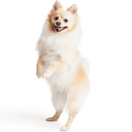 (Kaffe) Herre Vintage Canvas Messenger Bag - INSFITY - Kaffe - Skulderstropp - Multifunksjonell