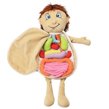 Barn Montert Plysj Kroppsorganer Leke Menneskekroppen Anatomi Plysjdukke 2025[D]