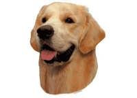 Golden retriever lys hode - klistremerker