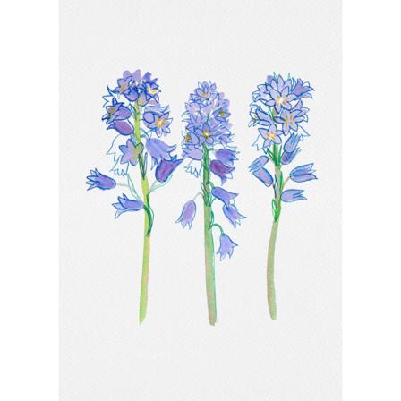 Spansk Blåklokke eller Hyacinthoides Hispanica Botanisk Illustration MultiColor 30x40 cm