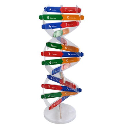Legetøj Børn Model Dna Molekyle Dna Molekylær Model Klasseværelse Undervisningshjælpemidler Struktur Dna Dobbelt Model Dna Helix Model