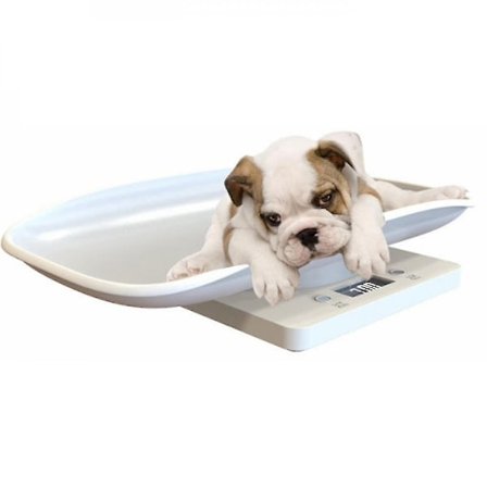 15 kg elektronisk vekt for å veie små dyr, små katter og hunder