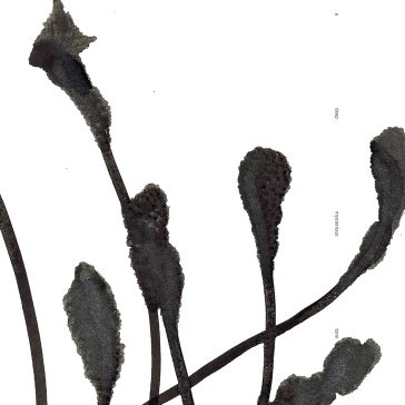 A deep mysterious tone AGF & VARIOUS