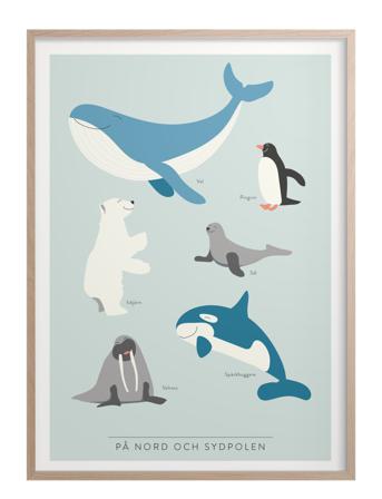 På Nord- Och Sydpolen Home Kids Decor Posters & Frames Posters Animal Posters Multi/mönstrad Kunskapstavlan