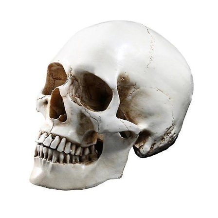 1:1 Menneskeskalle Modell Replika Resin Medisinsk Anatomisk Sporing Medisinsk Undervisning Skjelett Halloween Dekorationsstatue