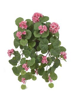 Konstväxt Hängpelargon Rosa - Mr Plant