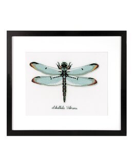 Bild Libelle - Vervaco