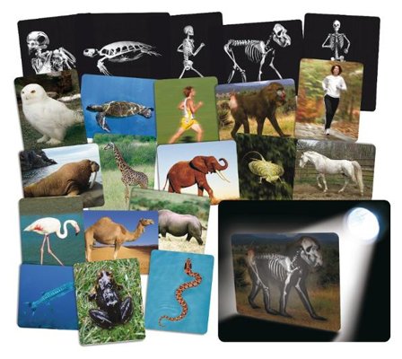 Röntgenbilder djur 16 delar - Lyreco - Skola och förskola - Klassrummet / Lära - Anatomi