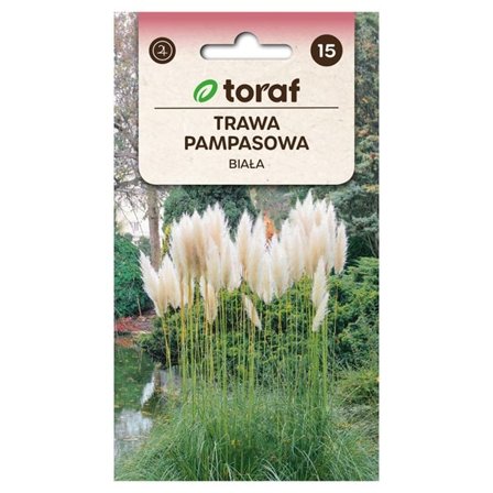 Pampas ruohon siemen valkoinen - Upea ja koristeellinen koristeheinän siemen - Pampas ruohon siemen valkoinen