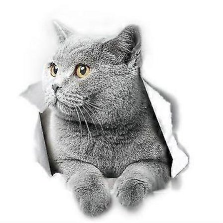 Britisk Korthår Katte Vægmærker Britisk Korthår Kat Toiletklistermærke 3D Kat Bilskilt og Kofangerklistermærke 2 stk.