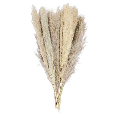 Elegant Accent Høyt Pampasgress, Ornamenter fra Naturen, Myk og Lett Dun for Bryllup, Fest, Gårdshus, Boho Hjemmeinnredning (15 Strå)[SL]