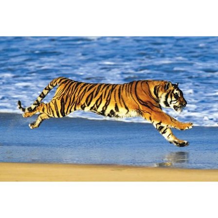 Tiger on the Beach