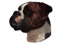 Boxer brun & hvit - klistremerker