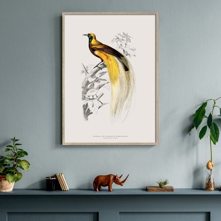 Paradisfugl — Plakat med flot illustration af fugl fra Nature Remixed by Gehalt