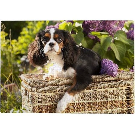 300/500/1000 Brikker Puslespil til Voksne - Cavalier King Charles Spaniel Hund, Puslespil til Børn