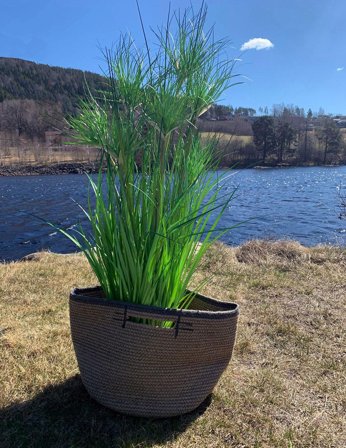 Mr Plant Kunstig Plante Papyrus 90cm