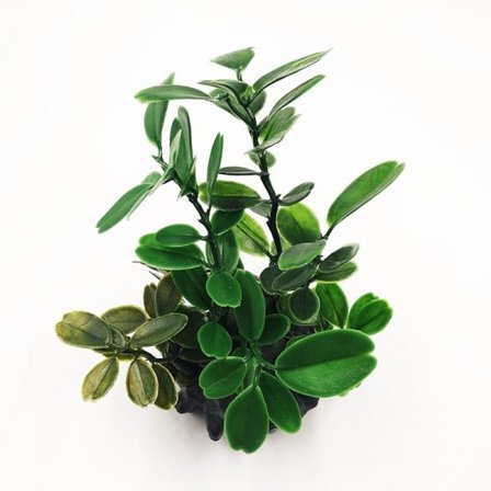 Kunstig gress Akvarium Dekorasjon Vann Plante Dekor Fiske Tank Ornament