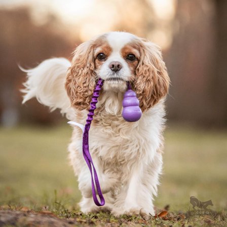 Doggie-Zen Elastisk Hundeleke med KONG Senior - S