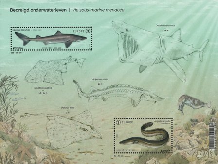 Belgien - EUROPA 2024 Undervandsfauna og -flora - Postfrisk miniark