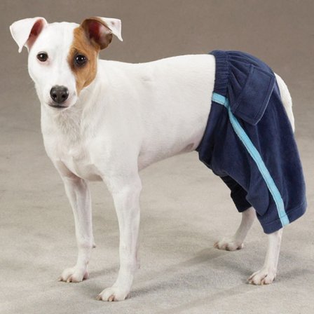 East Side Collection - Velour Royalty Sweat Pants - Blue - Hundeklær, Koseklær, Fest & Utkledning, Hundesko på Doggie.no