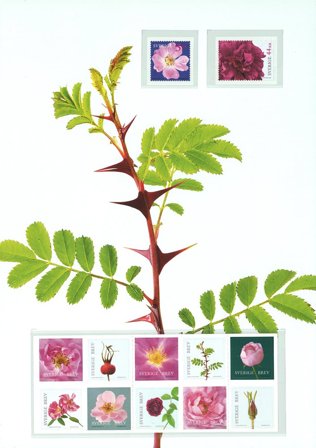 Sverige - Roser - Samlerark