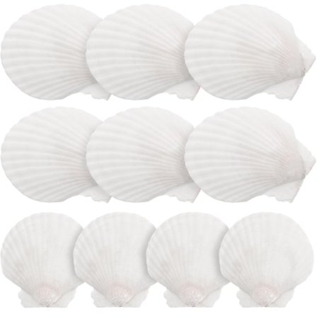 10 stk. Vita Kamskjell Skjell Stort Naturlig Skall Ornament Håndverksmateriale
