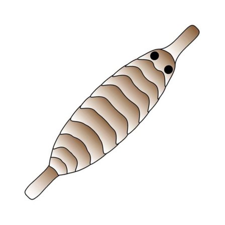 Pro Gammarus Shell Back XS - Brown