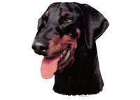 Dobermann hode svart - klistremerker