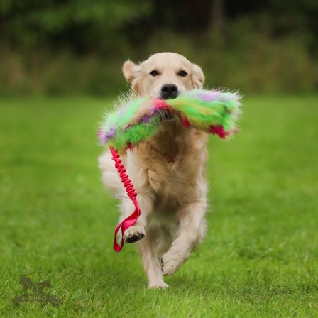 Doggie-Zen Knitrende Bungee Hundeleke, Vårfarger -L