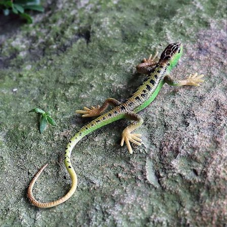 Kunstig øgle, falmingsfri, livlig, fargerik reptil, øgler, leketøy, festartikler - på lager (FMY) Blå