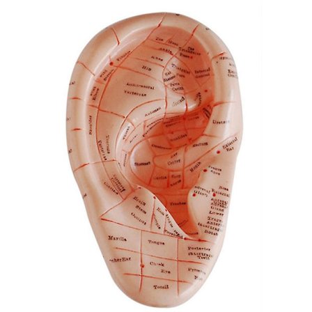 Engelsk Version Øreakupunktur Ørepinde Model Model Aurikulær Anvendelsesmodel Øreakupunktur Poi