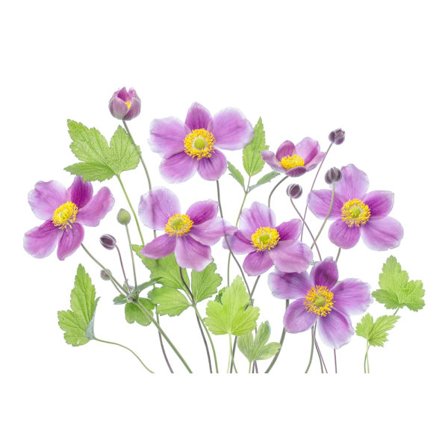 Anemone 'Hadspen Abundance'