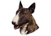 Bull terrier brindle - klistremerker