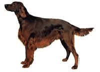 Irsk setter -stående - klistremerker