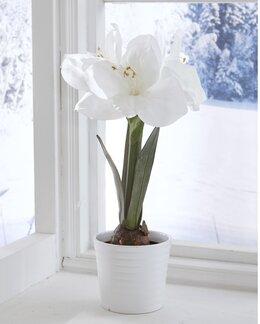 Konstväxt Amaryllis - Jul - Mr Plant