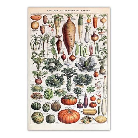Vihannekset ja vihanneskasvit Juliste-30*40cm, Vintage Juliste