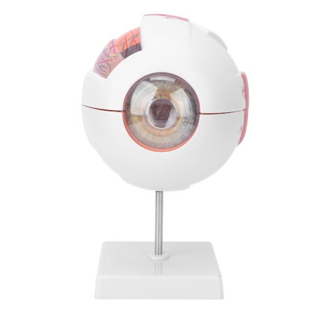 Anatomisk modell av menneskelig øye, seks ganger forstørret medisinsk undervisningsverktøy med avtakbart stativ for naturfagundervisning, naturtro 