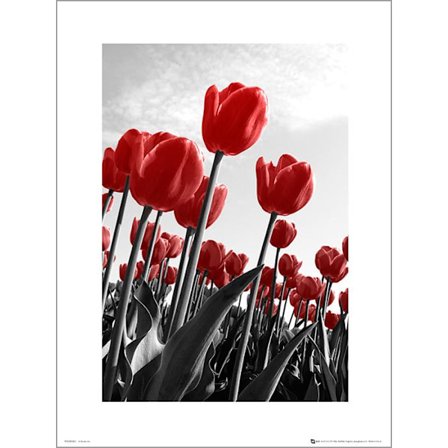 Exklusivt Art Print -Red Tulips - Röda tulpaner